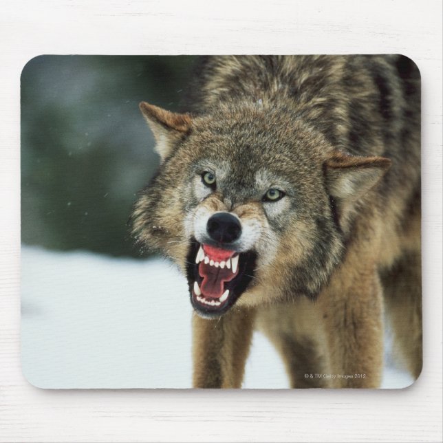 Mousepad Snarling cinza wolf (Frente)