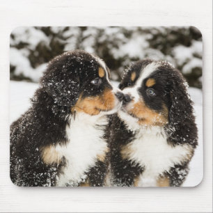 Mousepad Sniff dos fantoches do cão de montanha de Bernese
