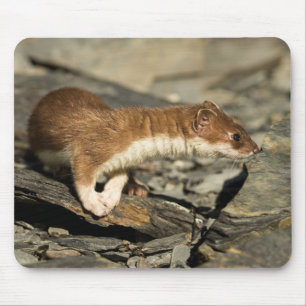 Mousepad Sniffing Weasel