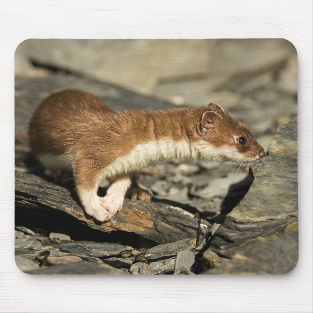 Mousepad Sniffing Weasel (Frente)