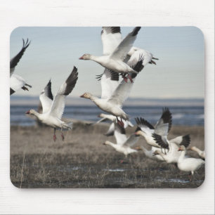 Mousepad Snow Geese Voadora