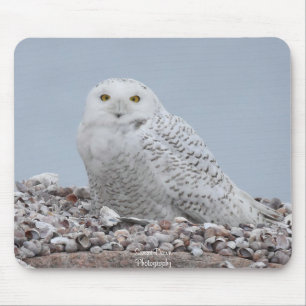 Mousepad Snowy Owl nas conchas