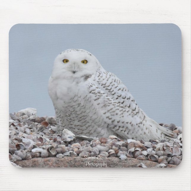 Mousepad Snowy Owl nas conchas (Frente)