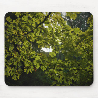 Mousepad Sol através de Folhas Verdes