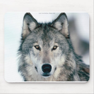 Mousepad solitário do lobo cinzento