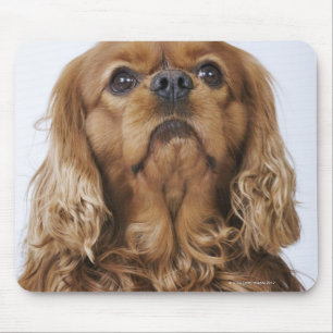 Mousepad Spaniel de rei Charles descuidado que olha acima