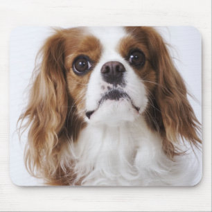 Mousepad Spaniel de rei Charles descuidado que senta-se no