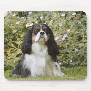 Mousepad Spaniel de rei Charles descuidado Tricolour na