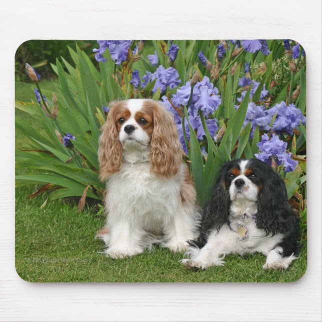 Mousepad Spaniels de rei Charles descuidados no jardim da (Frente)
