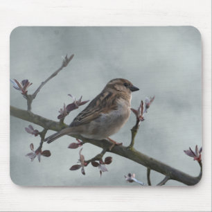Mousepad Sparrow na Foto da Ramificação