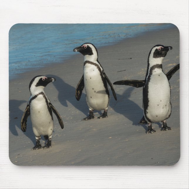 Mousepad Spheniscus africano Demersus dos pinguins | (Frente)