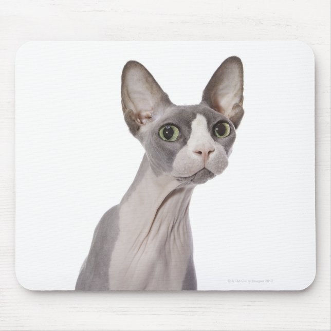Mousepad Sphynx Cat com expressão surpreendida (Frente)