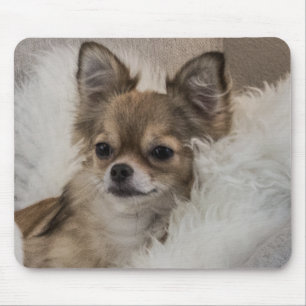 Mousepad Spoilt Chihuahua Relaxing