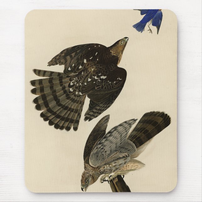 Mousepad Stanley (Cooper's) Hawk Audubon's Birds of America (Frente)
