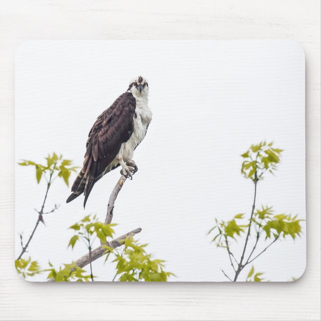 Mousepad Staring Osprey (Frente)