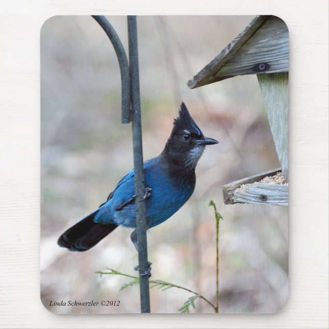Mousepad Stellar's Jay (Frente)