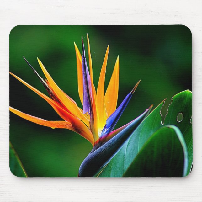 Mousepad Strelitzia. Pássaro da flor de paraíso (Frente)