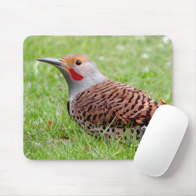 Mousepad Stunning Northern Flicker Foraging in the Grass (Com mouse)