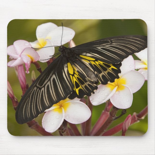 Mousepad Sudeste Asiático, Tailândia, Khon Kaen (Frente)