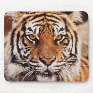 Mousepad Sumatran Tiger, Panthera tigris