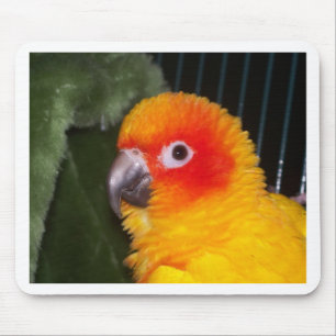 Mousepad Sun Conure