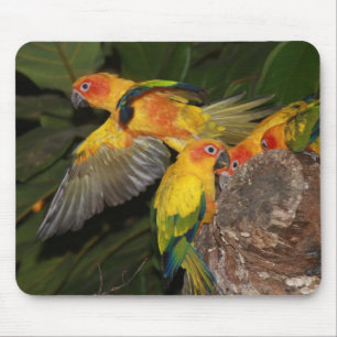 Mousepad Sun Conures
