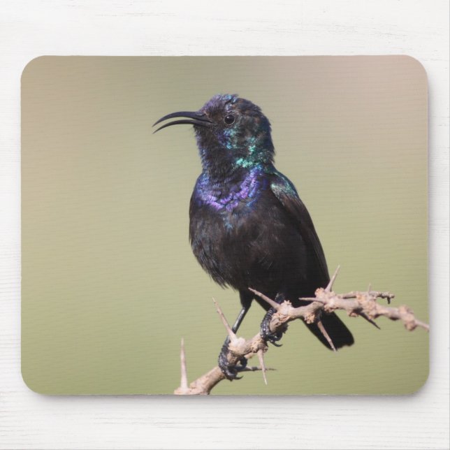 Mousepad Sunbird (Frente)