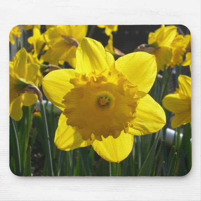 Mousepad Sunlit Daffodil (Frente)