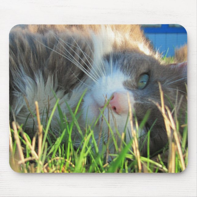 Mousepad Sunny Cat é Sunny (Frente)