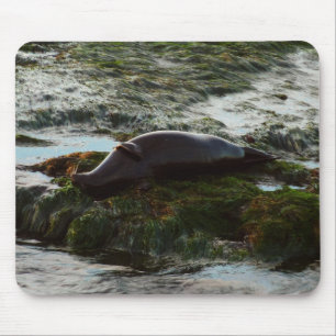 Mousepad Sunset Lit Harbor Seal II em San Diego