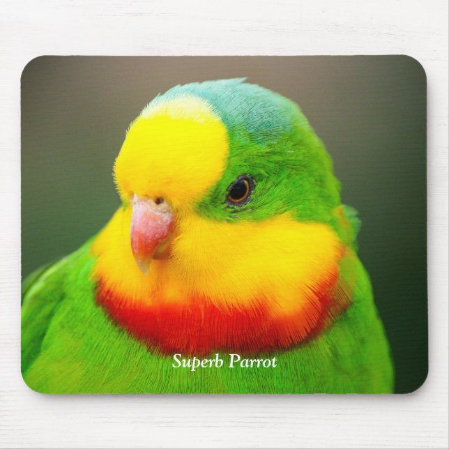 Mousepad Superb Parrot (Frente)