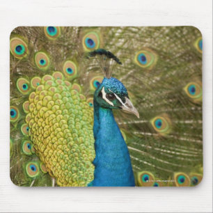 Mousepad Suportar do pavão