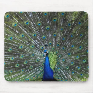 Mousepad Suportar do pavão