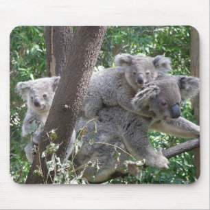 Mousepad Suporte de Mouse Koala e Dois Filhotes Foto Austrá