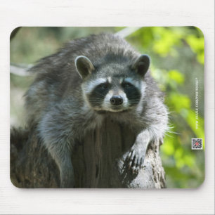 Mousepad Suporte de Mouse Mapache