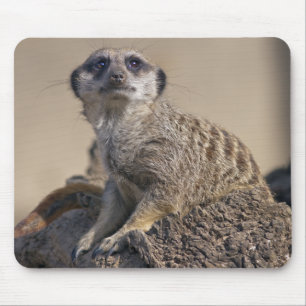 Mousepad Suporte de Mouse Suricata