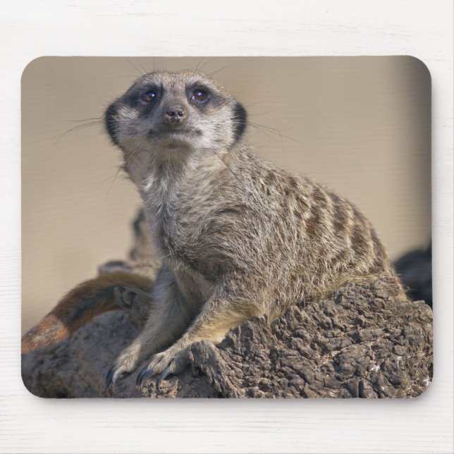 Mousepad Suporte de Mouse Suricata (Frente)