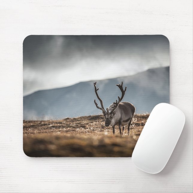 Mousepad Svalbard Reindeer Nature Foto: (Com mouse)
