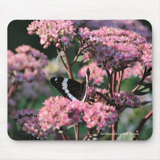 Mousepad Swallowtail em Sedum vermelho (Frente)