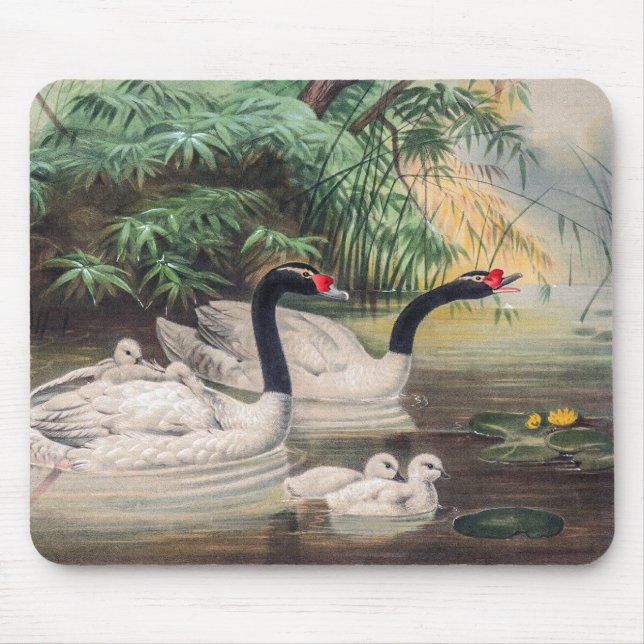 Mousepad Swan Selvagem de Pescoço Negro (Frente)