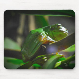 Mousepad Sydney Zoo - Sapo verde da árvore