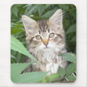 Mousepad Tabby Kitten