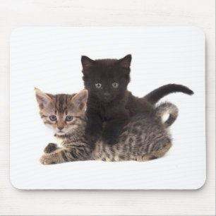 Mousepad tabby kitten black kitten