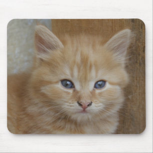 Mousepad Tabby Tomcat Kitten