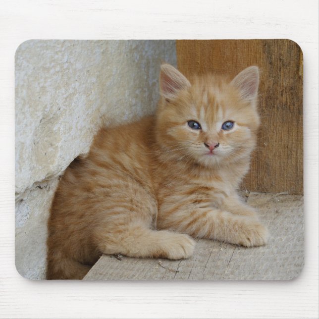 Mousepad Tabby Tomcat Kitten (Frente)
