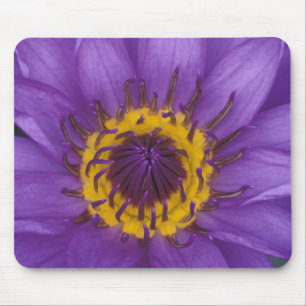 Mousepad Tailândia, Banguecoque, Lótus roxo e amarelo