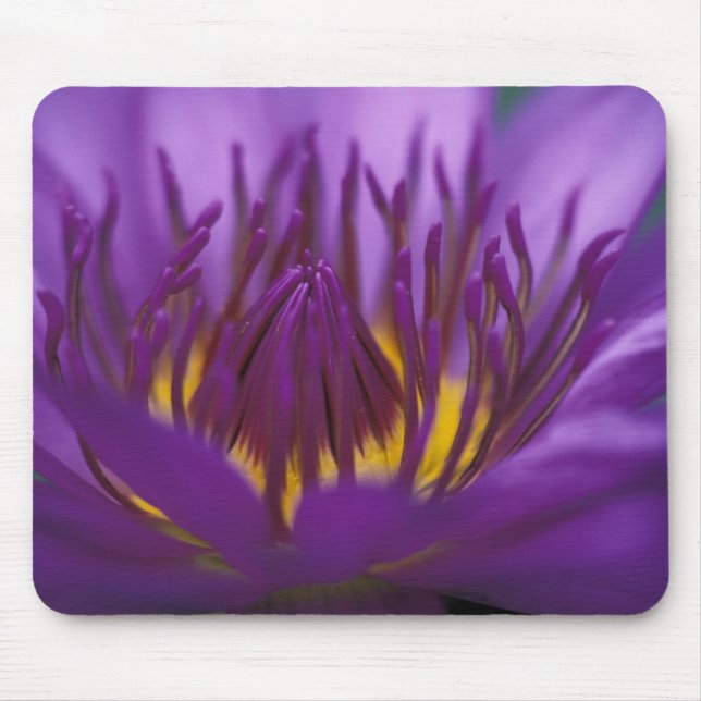 Mousepad Tailândia, Banguecoque, Lótus roxo e amarelo 2 (Frente)