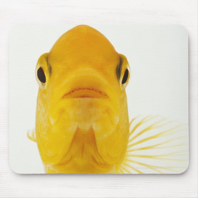 Mousepad Também conhecido como peixe-dourado de cauda-comet (Frente)