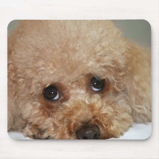Mousepad Tampo de Rato Poodle Cabeça Vermelha (Frente)