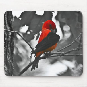 Mousepad Tanager-scarlet masculino